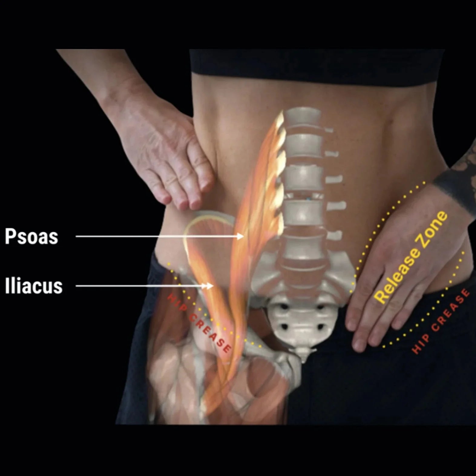 Hip Hook™ System (+ Orbit® & App)